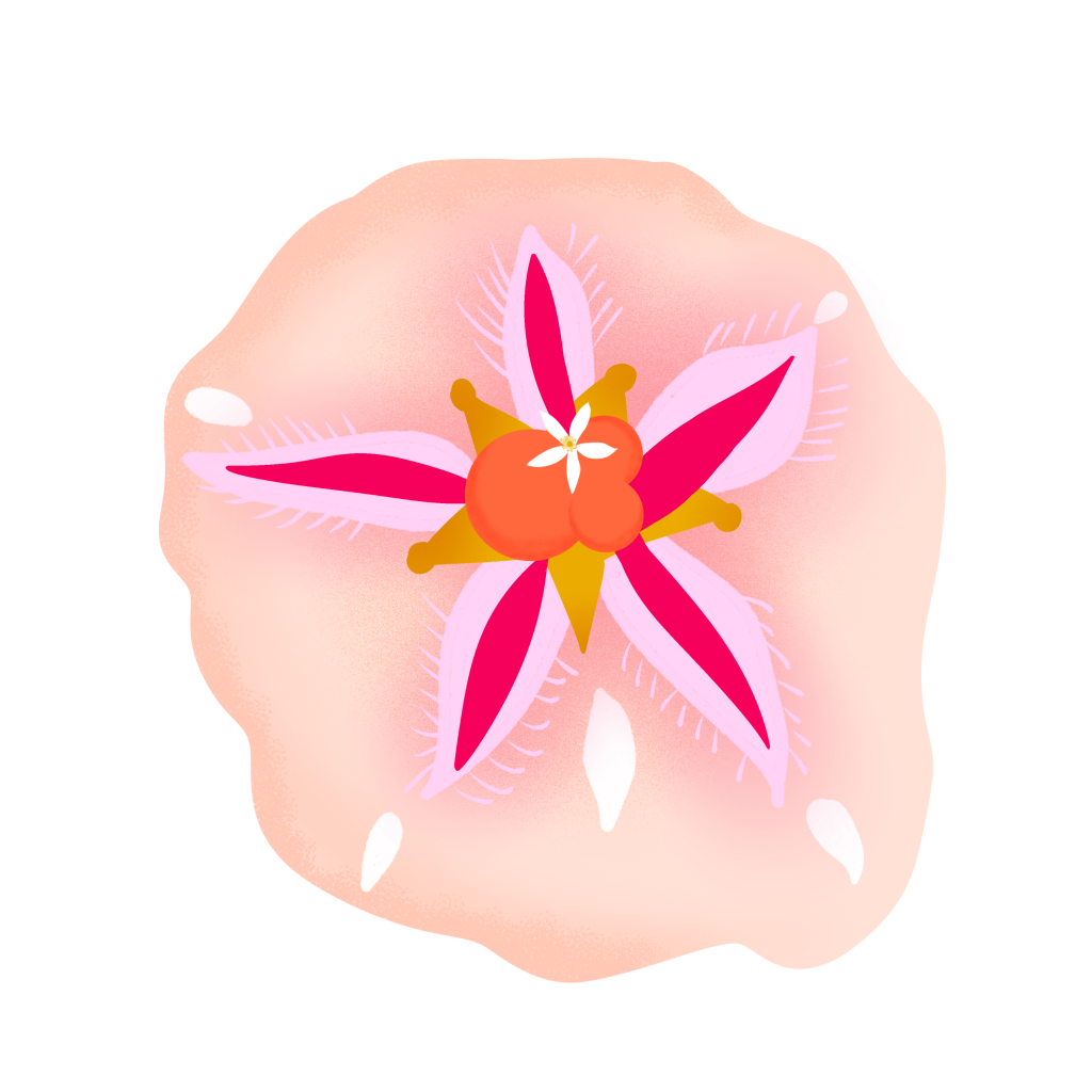 Illustrated sand dollar