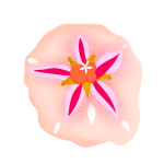 Illustrated sand dollar